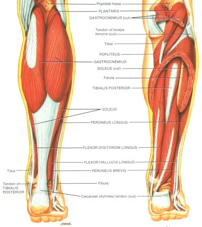 calf fat