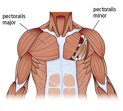 chest-anatomy.jpg