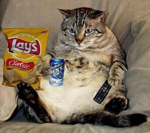Fat Cat