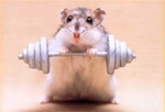 Weightlifting Hamster