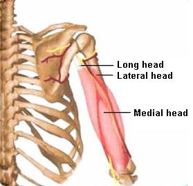 Triceps Anatomy Triceps Anatomy