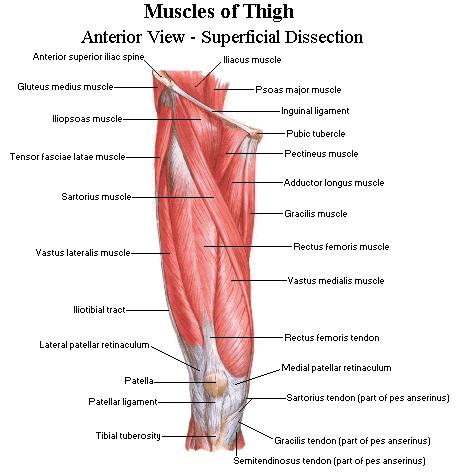 Anterior Thigh Anatomy