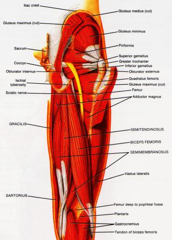 Hamstring Anatomy