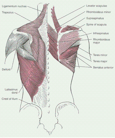 Back Anatomy