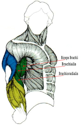 Biceps Anatomy