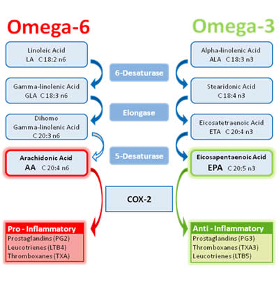 Omega 3-6-9