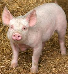 Cute Pig