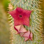 Hoodia Gordonii