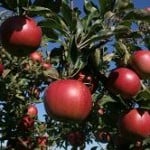 Quercetin Apples