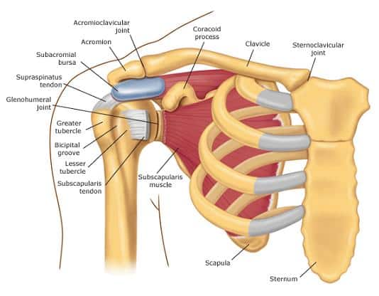 Shoulder Anatomy