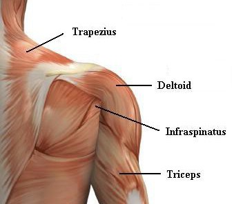 Shoulder Muscles Shoulder Muscles