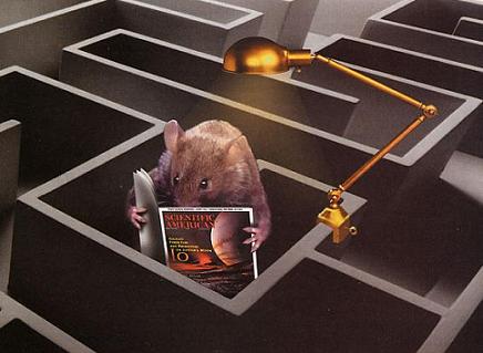 Smart Mouse Can Coffee Reverse Alzheimer's Disease? This mouse thinks so!