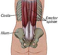 Erector Spinae Erector Spinae