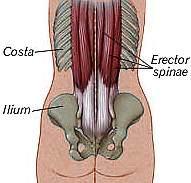 Erector Spinae