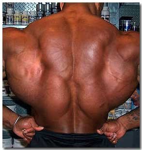 Back Muscles