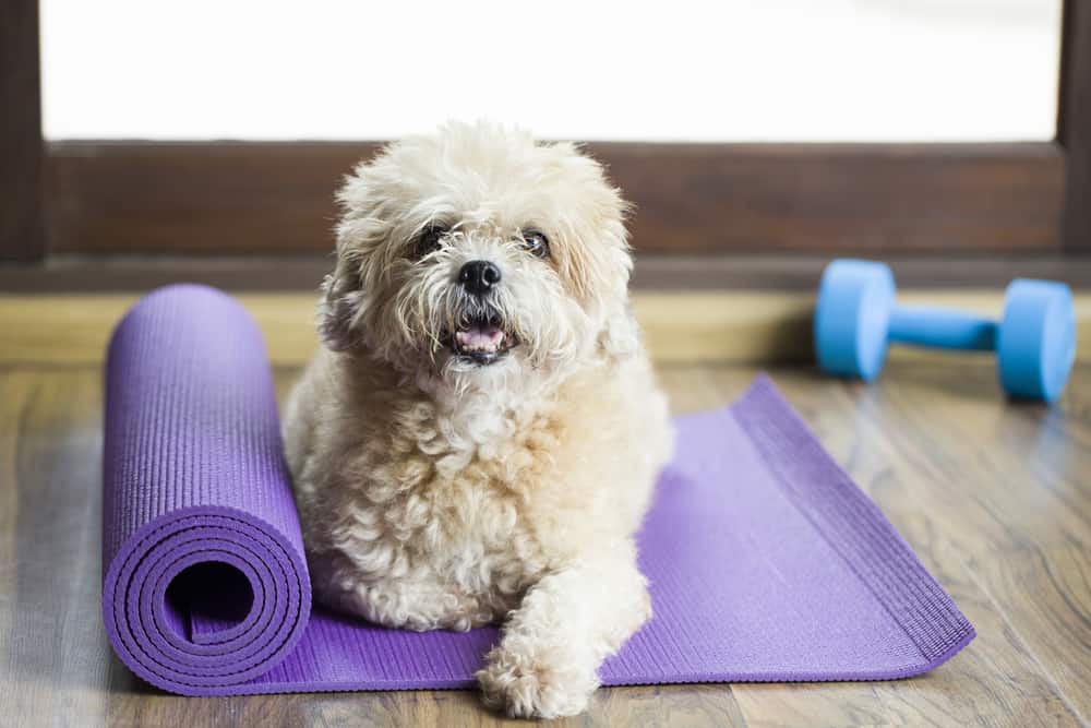 exercise with your dog