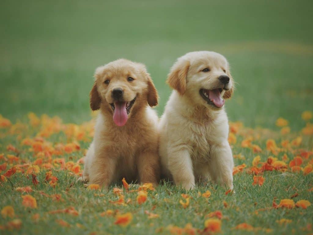 puppies for yoga